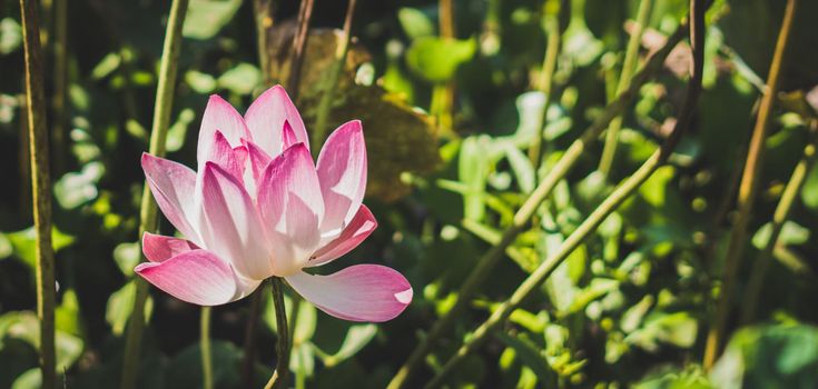 BANNER Sunrise morning sun real nature life beauty photo background. Macro close up single alone big fresh exotic pink lotus water lily flower. Yellow stamens. Floral design Symbol spiritual purity.