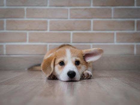 Cute pembroke corgi puppy with funny ears lies on the background of a brick wall