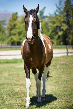 Shot of a patched horse standing in a field on a ranch.