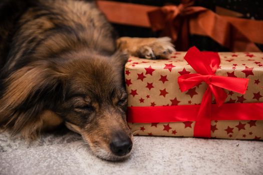Close-up frame of sleeping dog right next to Christmas presents. A package with a red bow guarded by a lazy dog.