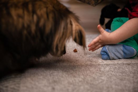 A child's hand throws a treat on the carpet for a multi-racial dog. Blue sock.