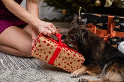 A girl hands her dog a package during the Christmas holidays. The dog receives the gift.