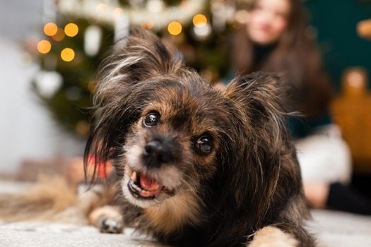 Close-up view of a mixed breed open mouth belt lying against a Christmas tree with a bokeh effect.
