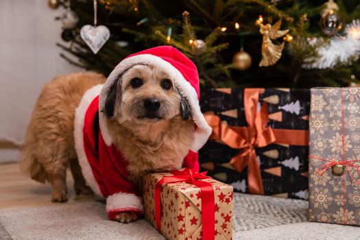 A dog dressed as Santa sits and guards a gift package. In the background is a decorated Christmas tree for Christmas time.