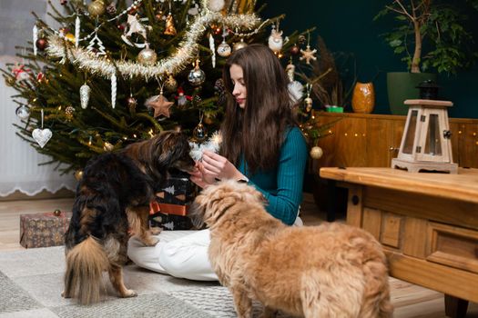 Girl sits by Christmas tree and gives treats to her dogs. Home-made Christmas from Poland.