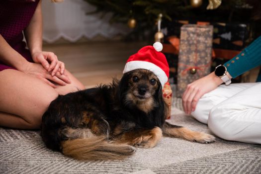 A shaggy dog lies under the Christmas tree in the living room dressed as Santa. Christmas. A mongrel dog.
