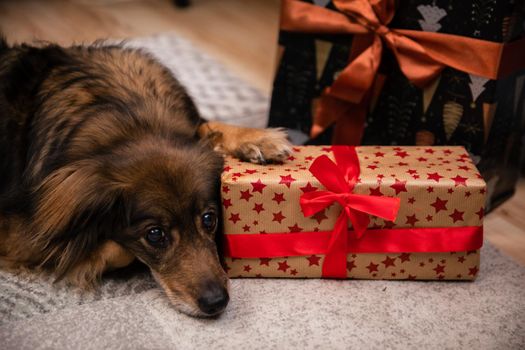 Close-up view of a dog's mouth as it growls at Christmas presents. A package with a red bow.