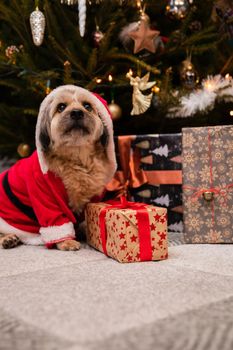 A dog dressed as Santa sits and guards a gift package. In the background is a decorated Christmas tree for Christmas time.