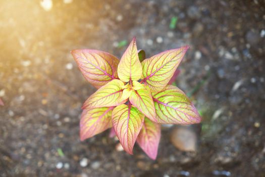 yellow plant top view with sun