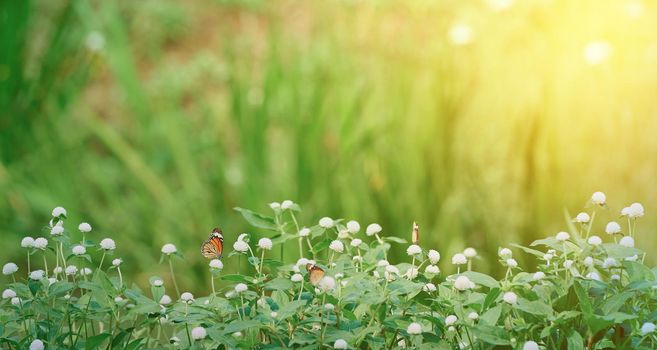 butterfly fly on flower with sun