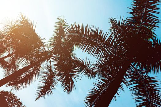 tropical palm with sunlight in summer