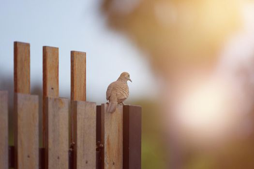 brown pigeon stand on fence with sun