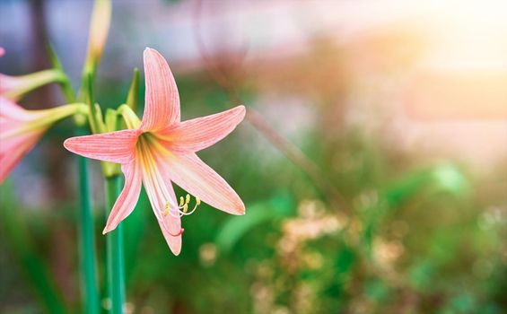 Orange flower Hippeastrum or Amaryllis in garden on blur background with flare