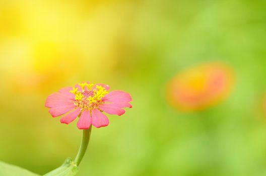 Zinnia pink flower on meadow with sun