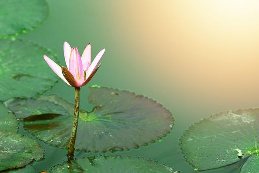 pink lotus on water background