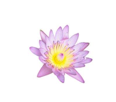 lotus flower isolated on white