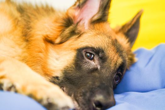 dog lying down on floor with love