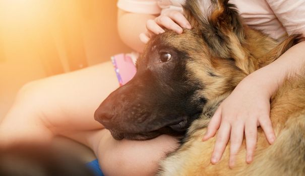 dog head with owner togetherness sitting with care and smiling