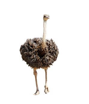 single ostrich isolated on white with clipping path