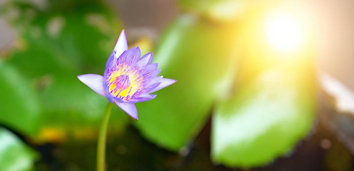 Lotus flower on water background