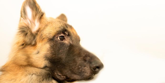 german shepherd portrait headshot indoor