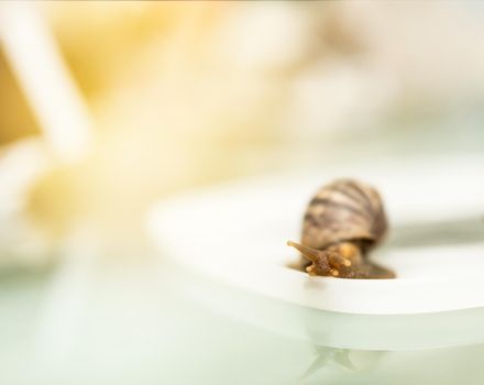 snail crawling on table with copy space