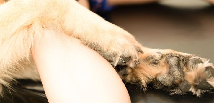 dog leg hold by owner hand with love care