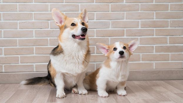 Pembroke corgi mom and puppy on the background of a brick wall. Dog family