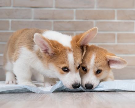 Two pembroke corgi puppies on a disposable diaper