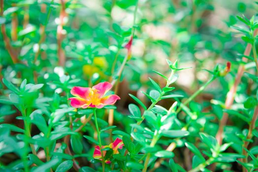 Flower red or scarlet color Naturally beautiful flowers in the garden.