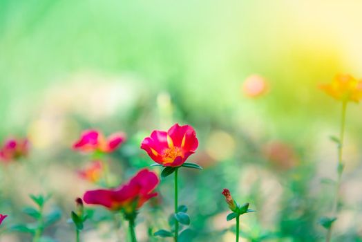 Flower red or scarlet color Naturally beautiful flowers in the garden.