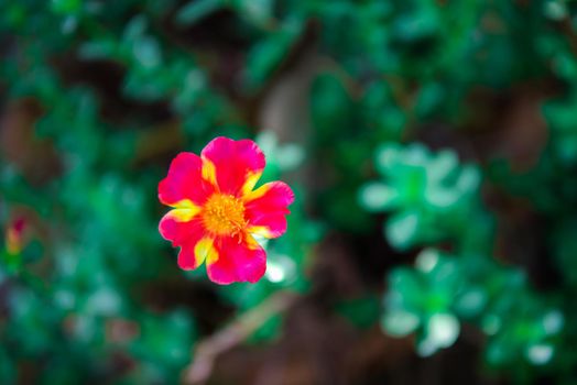 Flower red or scarlet color Naturally beautiful flowers in the garden.