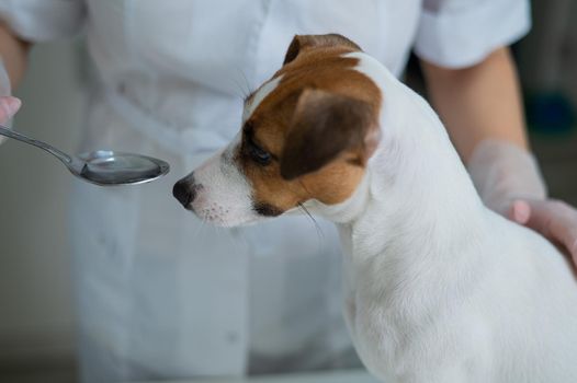 The veterinarian gives liquid medicine to the dog from a spoon