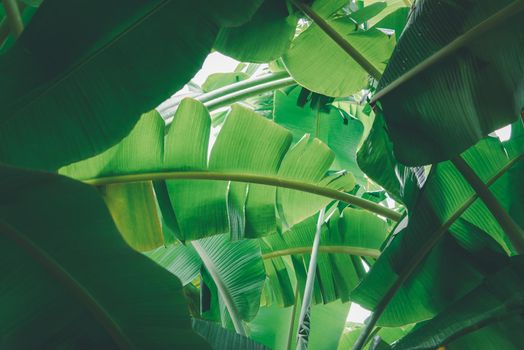 Greenery background, green color of nature plant and leaf environment greenery concept (Banana)