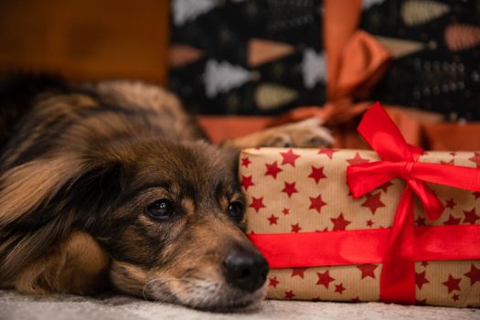 Close-up view of a dog's mouth as it growls at Christmas presents. A package with a red bow.