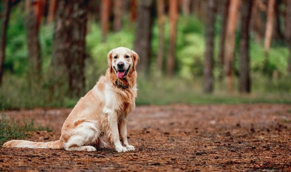 Golden retriever dog sitting in the forest outdoors and looking back. Cute purebred doggy pet labrador at nature