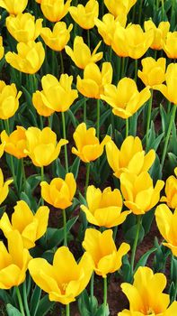 Background of yellow tulip flowers growing in garden. Vertical position of frame.