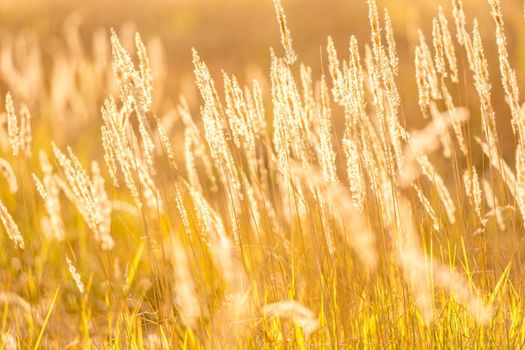Cereal field with yellow ripe spikelets closeup with blurred background. Wheat grain in farmaland with beautiful sunlight