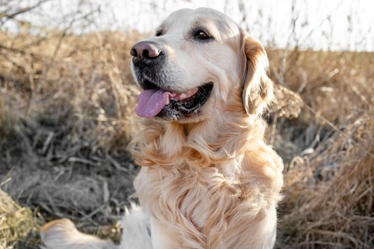 Golden retriever dog resting in grass outdoors. Purebred doggy pet labrador lying in nature with tonque out