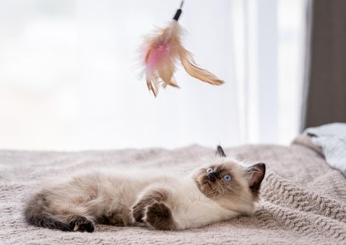 Cute fluffy ragdoll kitten witn beautiful blue eyes lying on the bed and looking at toy with feathers hold by owner in the air. Portrait of american breed feline kitty at home. Little purebred domestic cat