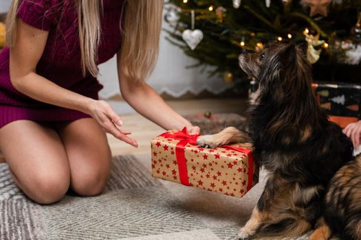 A girl hands her dog a package during the Christmas holidays. The dog receives the gift.