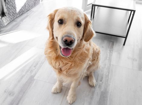 Golden retriever dog resting at home. Purebred labrador doggy pet spends time on wooden floor.