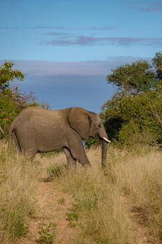 African Elephant in The Klaserie Private Nature Reserve part of the Kruger national park in South Africa, African Elephants in the wild bush