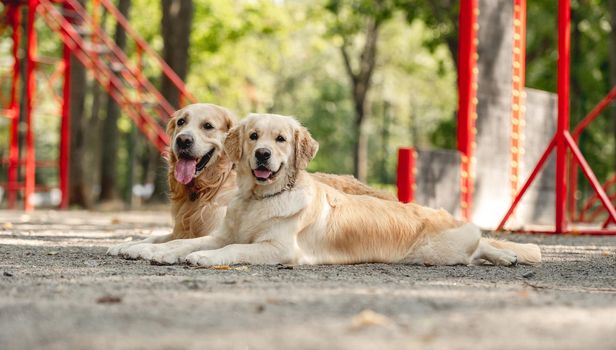 Two golden retriever dogs lying outdoors. Cute purebred pets labradors posing in the park