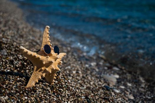 Starfish in sunglasses on a pebble beach by the sea