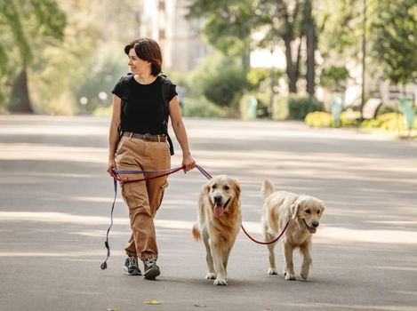 Beautiful girl walking with golden retriever dogs in the park. Young woman and two doggy pets outdoors at summer