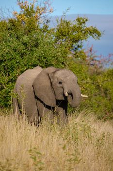 African Elephant in The Klaserie Private Nature Reserve part of the Kruger national park in South Africa, African Elephants in the wild bush