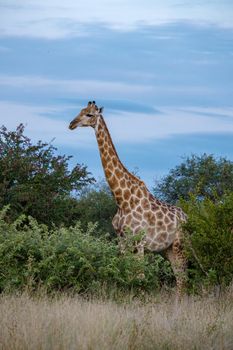 Giraffe at a Savannah landscape during sunset in South Africa at The Klaserie Private Nature Reserve inside the Kruger national park South Africa. Giraffe by a tree in the bush