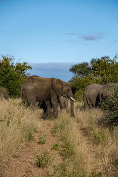 African Elephant in The Klaserie Private Nature Reserve part of the Kruger national park in South Africa, African Elephants in the wild bush