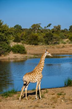 Giraffe at a Savannah landscape during sunset in South Africa at The Klaserie Private Nature Reserve inside the Kruger national park South Africa. Giraffe by a tree in the bush